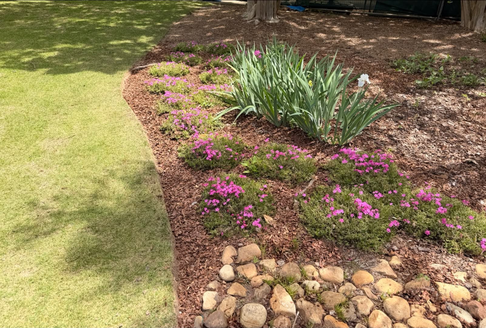 Freshly mulched flower bed with pink blooms and irises